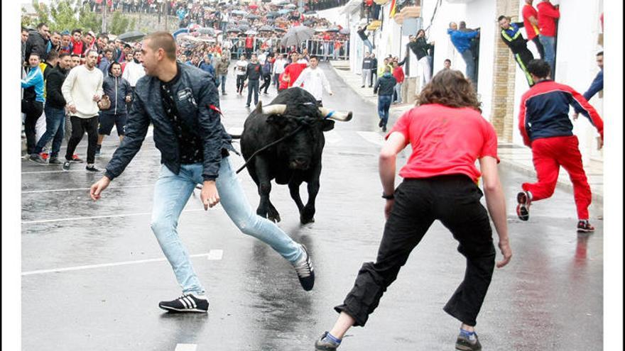 Los toros recorren un itinerario ya establecido.