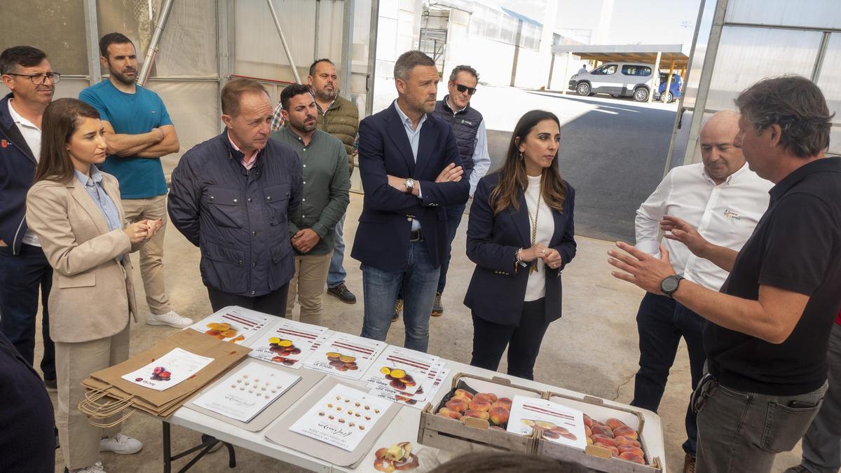 La Región de Murcia impulsa 23 nuevas variedades de fruta de hueso que se comercializarán esta campaña