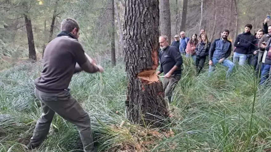 Sant Antoni: Pollença tala un pino de 24 metros en Ternelles