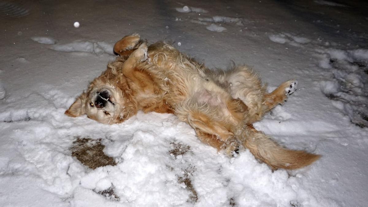 GALERÍA | La nieve del temporal Filomena llega a Aliste