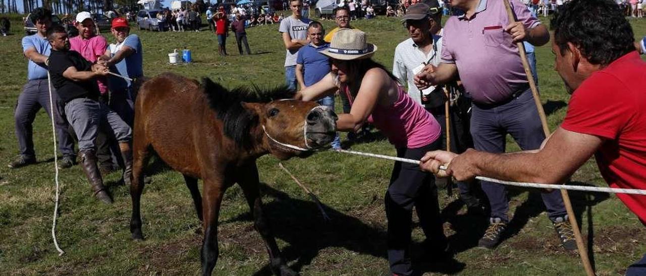 Una veterinaria coloca el microchip a un potro.