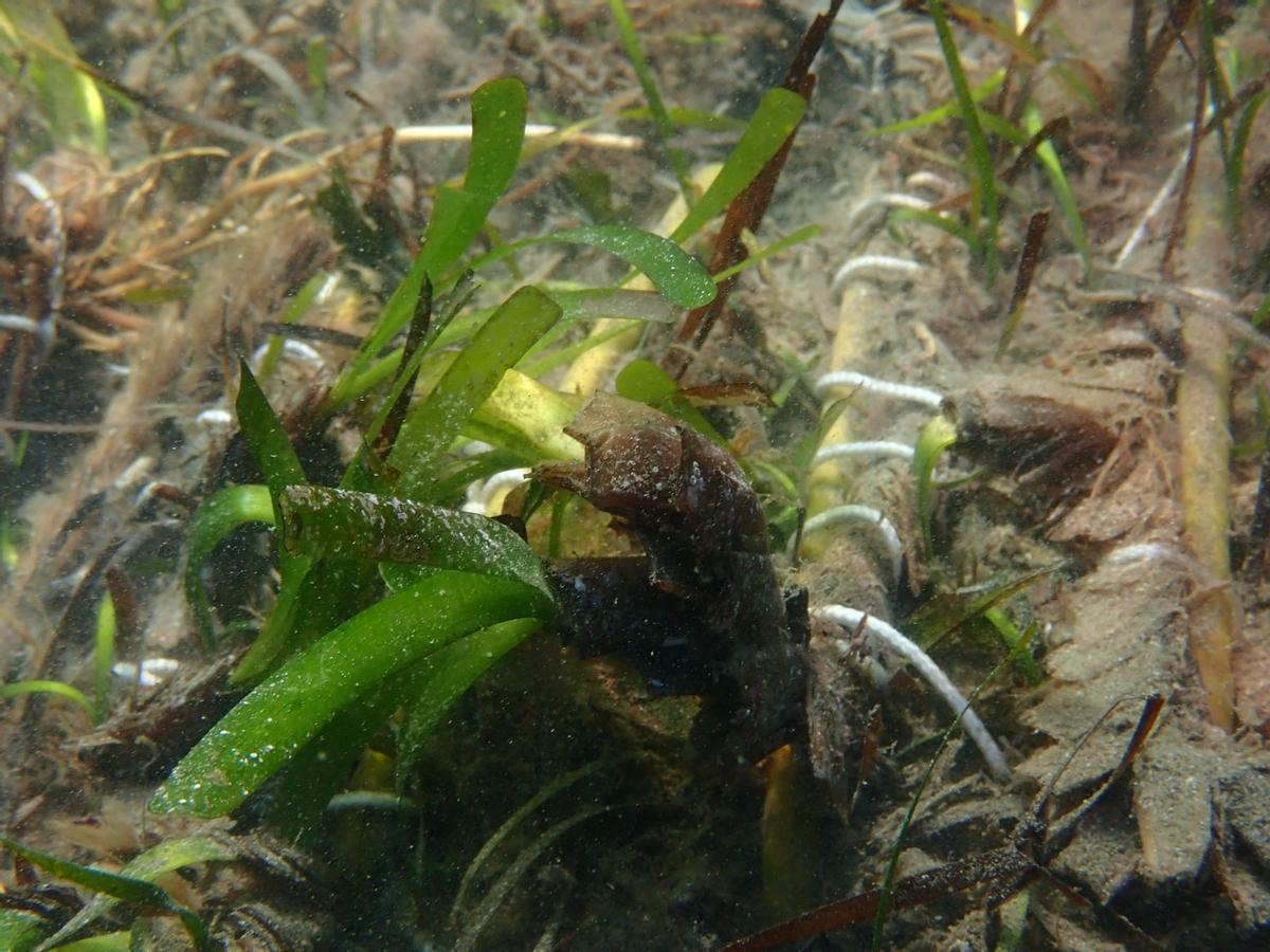 El proyecto recupera la posidonia perdida.