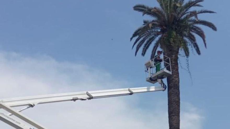 Villaviciosa protege las palmeras de la capital de la plaga del picudo rojo