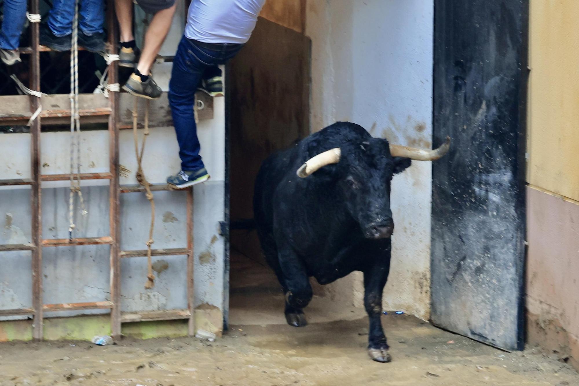 Galería de fotos de la penúltima tarde de toros de las fiestas del Roser en Almassora