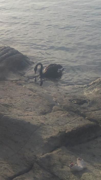 Un cisne negro en la playa de Mogán