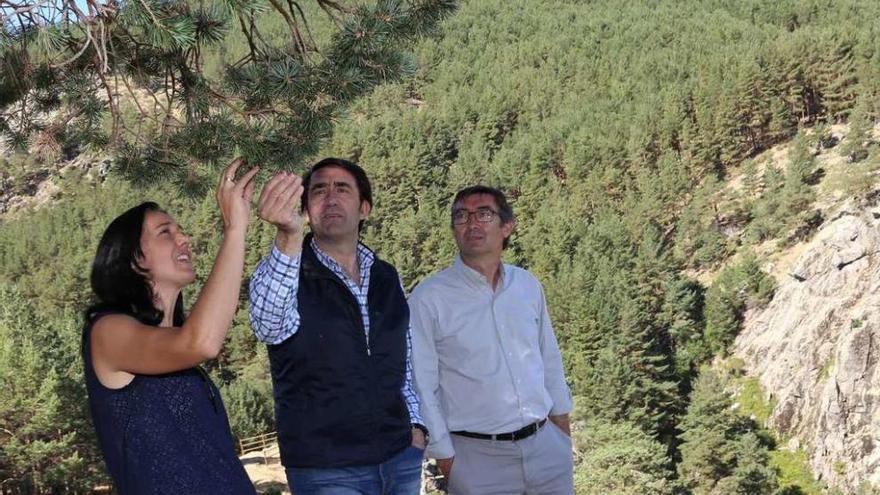 Suárez-Quiñones visita el monte pìnar de Navafría en el Parque Natural de Guadarrama.