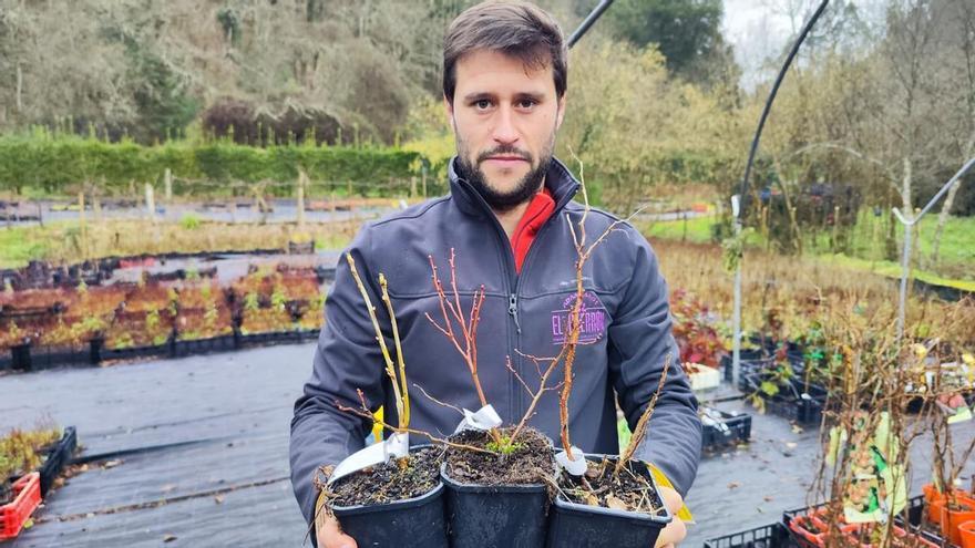 Los frutos rojos enanos que cautivan en Villaviciosa: así es la nueva moda de los huertos urbanos