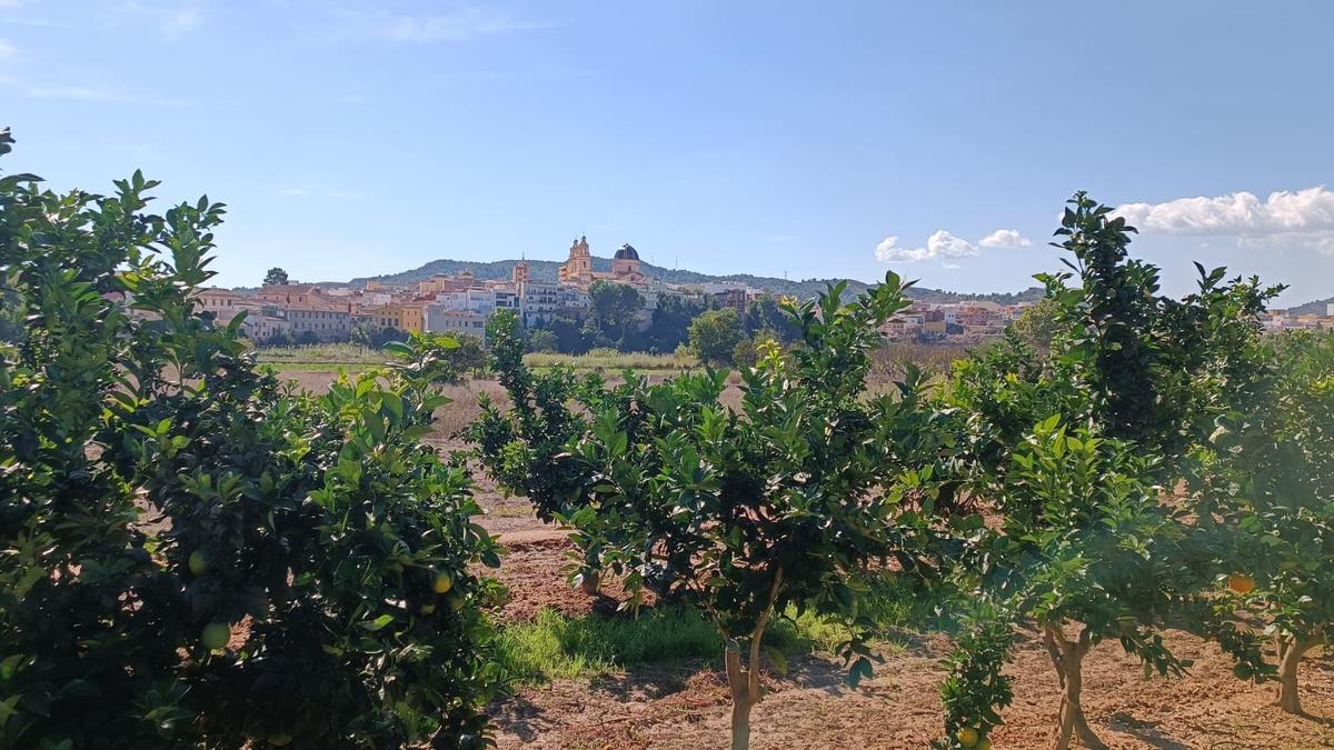 Cítricos en Riba-roja de Túria