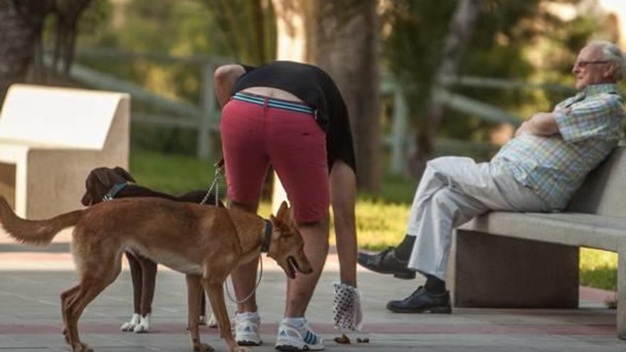 Dolón avisa con un bando de multas de hasta 3.000 euros por no retirar las cacas de perro