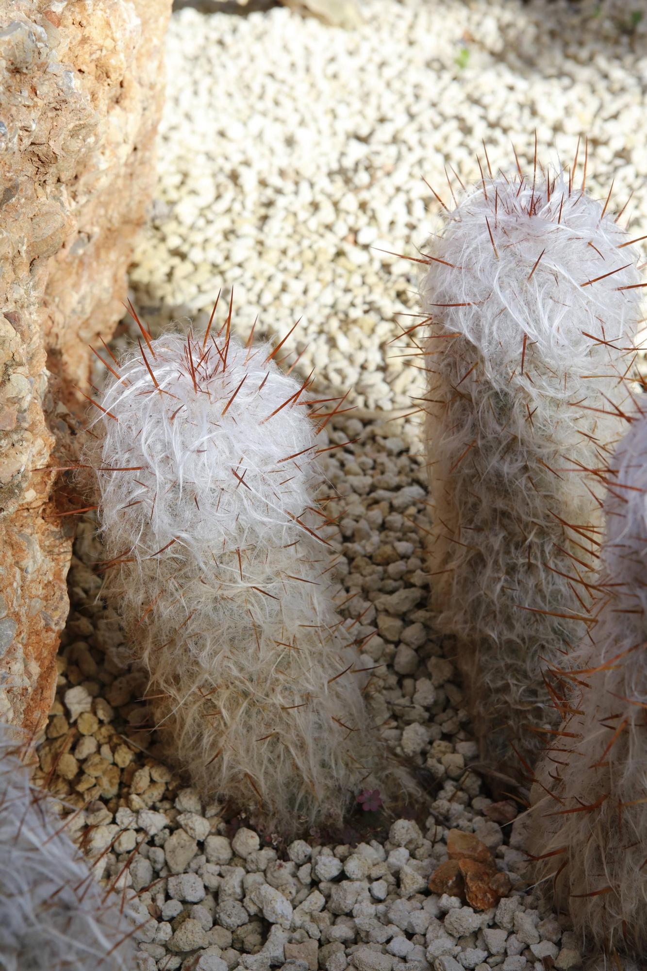 Ein Garten auf Mallorca ganz in Öko