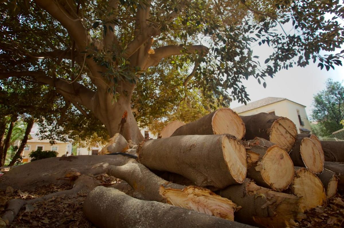 La rama del árbol del jardín de la Biblioteca de València cayó el pasado jueves por la tarde