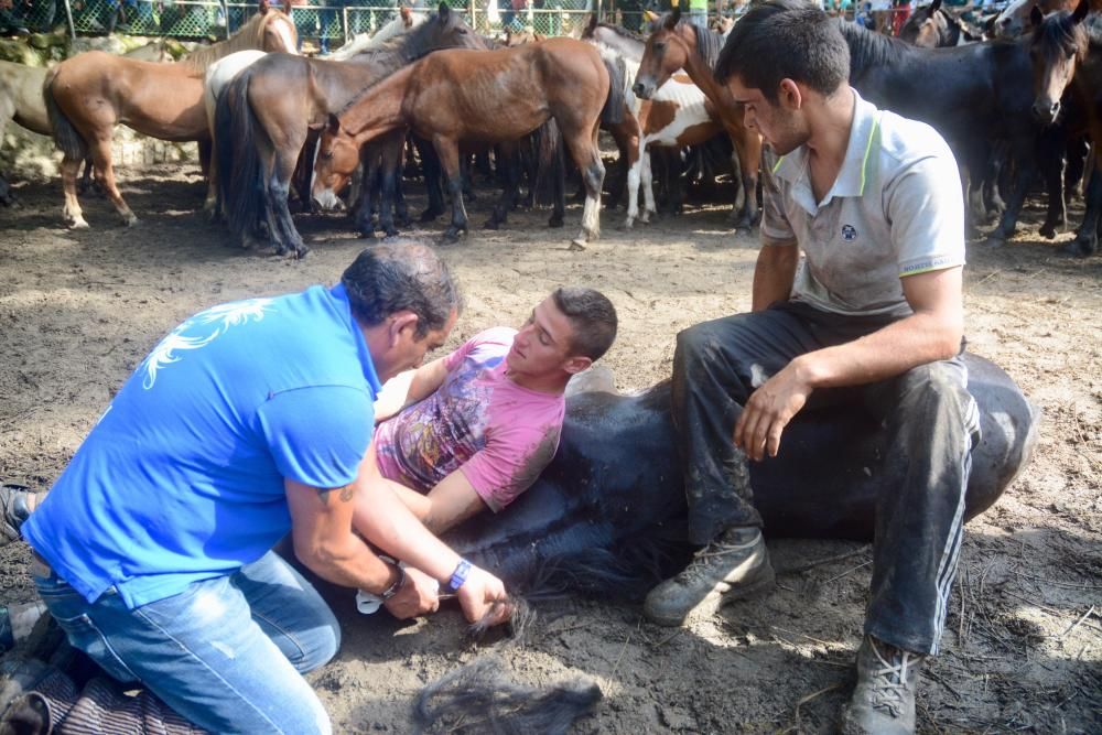 La cabaña de caballos salvajes de Castrove goza de buena salud