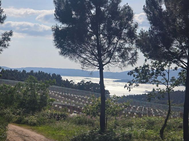 Los viñedos de Berdón entran en su cuarta y definitiva fase
