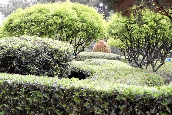 In den Jardines von Marivent: alte Bäume, organische Formschnitte und viel Grün. Ein botanischer Rundgang mit der Gartenarchitektin Erika Könn.