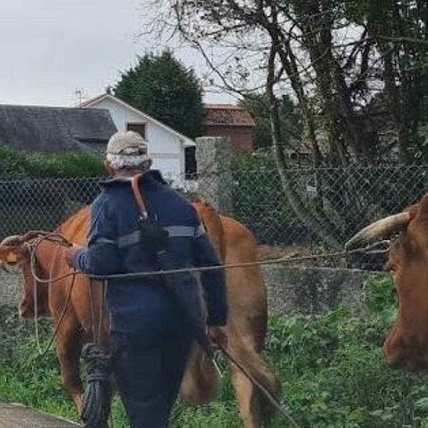 Un vecino de Ardia (O Grove) con dos vacas.