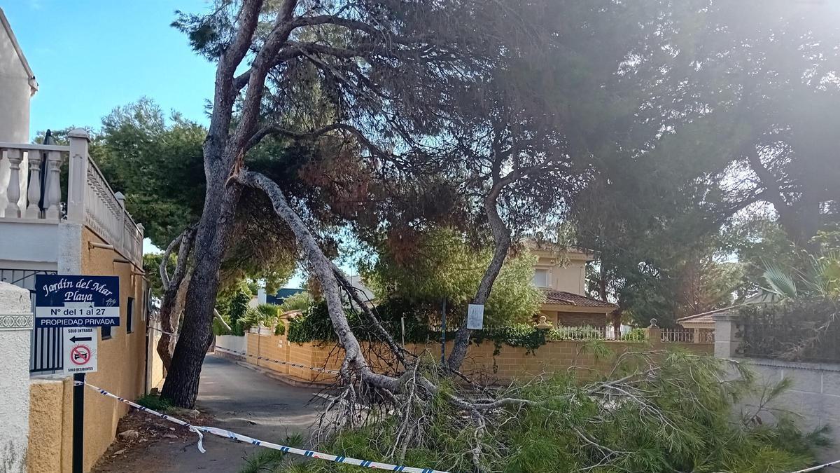 Rama desplomada en la calle Goleta de Punta Prima