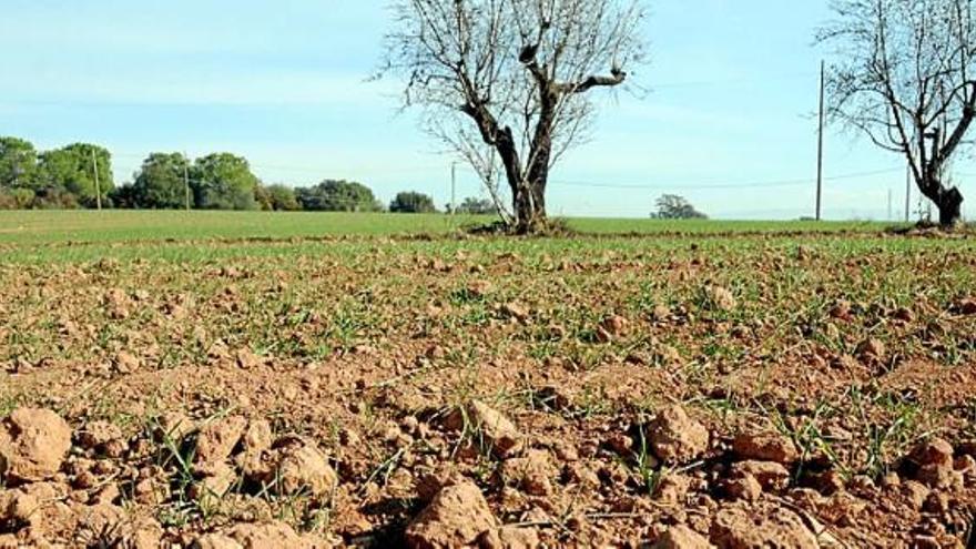 Camp de cereals al Bages afectat per la ratxa seca