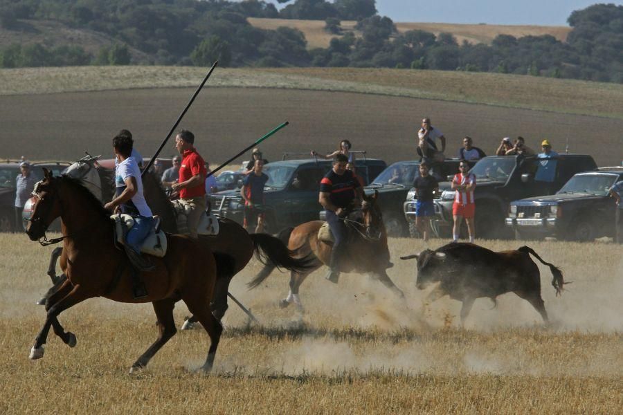 Fiestas en Moraleja del Vino: Encierro