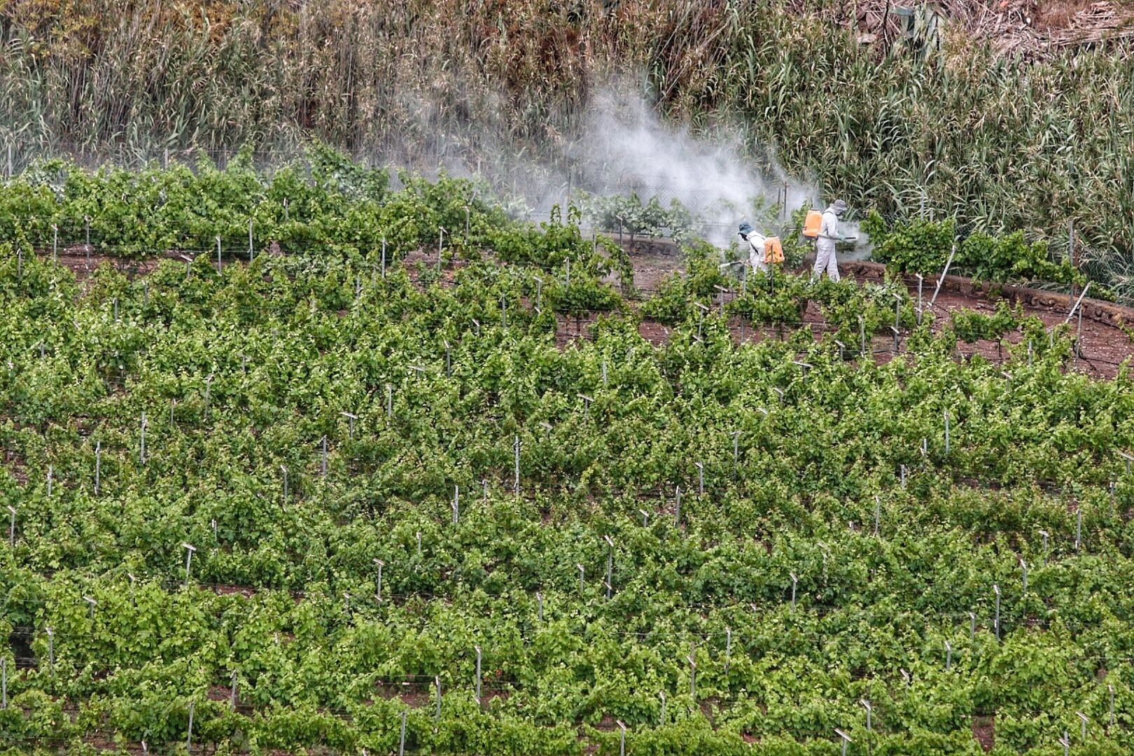 Sector vitivinícola. Bodegas Marba