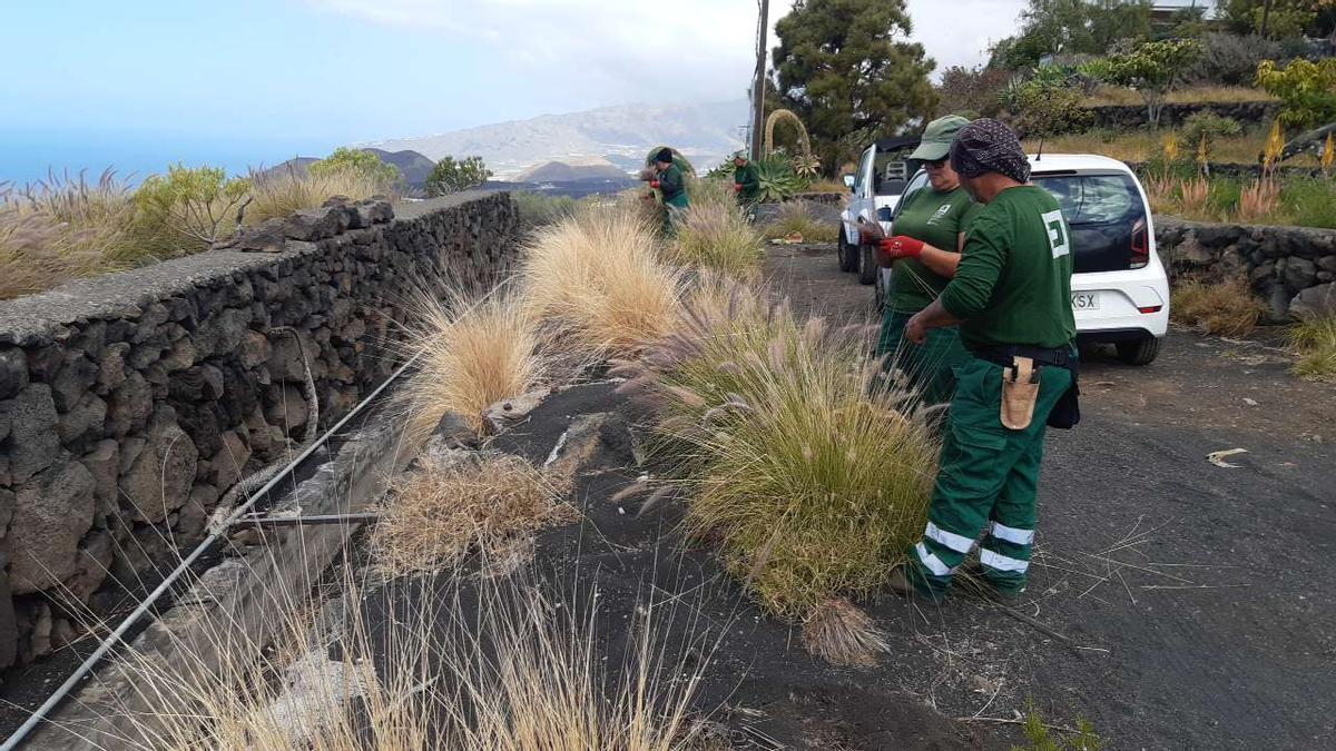 Unos operarios eliminan plantas de rabo de gato en una vía de la Isla Bonita.