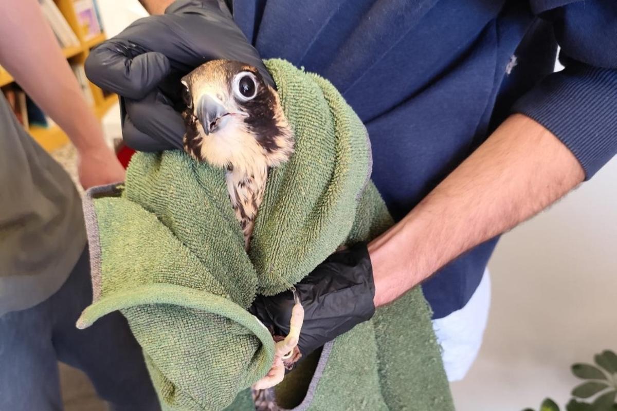 El halcón peregrino rescatado por los Agents Rurals en Roda de Berà (Tarragonès).