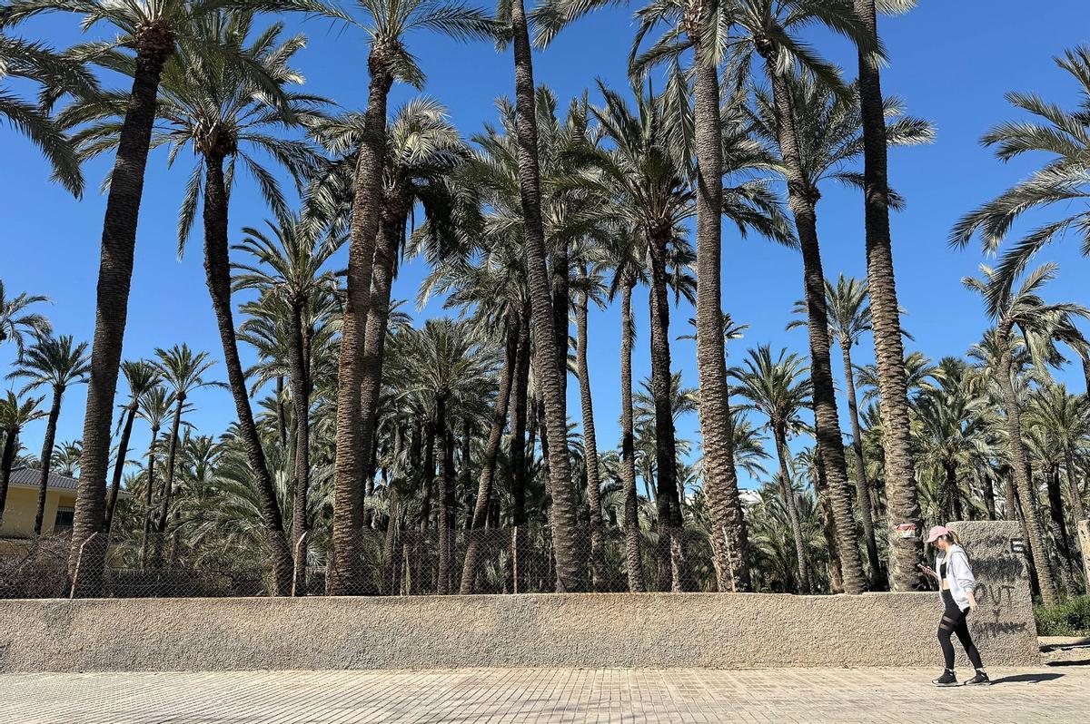 Uno de los huertos históricos de Elche