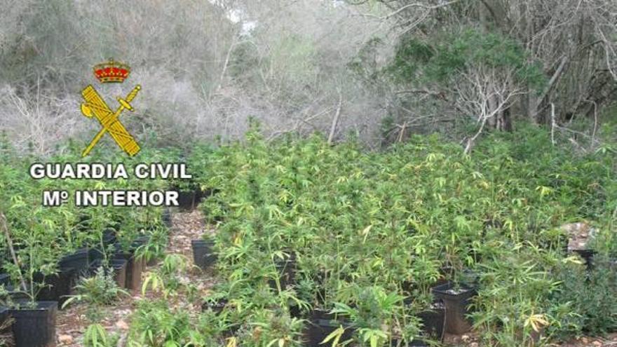 Plantación de marihuana descubierta en Porreres.