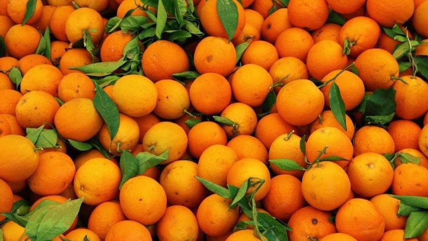 Las exportación de naranjas, amenazada por Egipto.