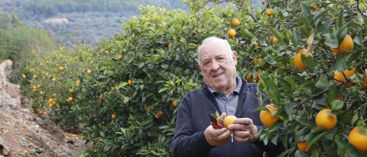 Oliver baut Orangen, Zitronen und Mandarinen in dritter Generation an. Die Nachfolge in seiner Familie fehlt.