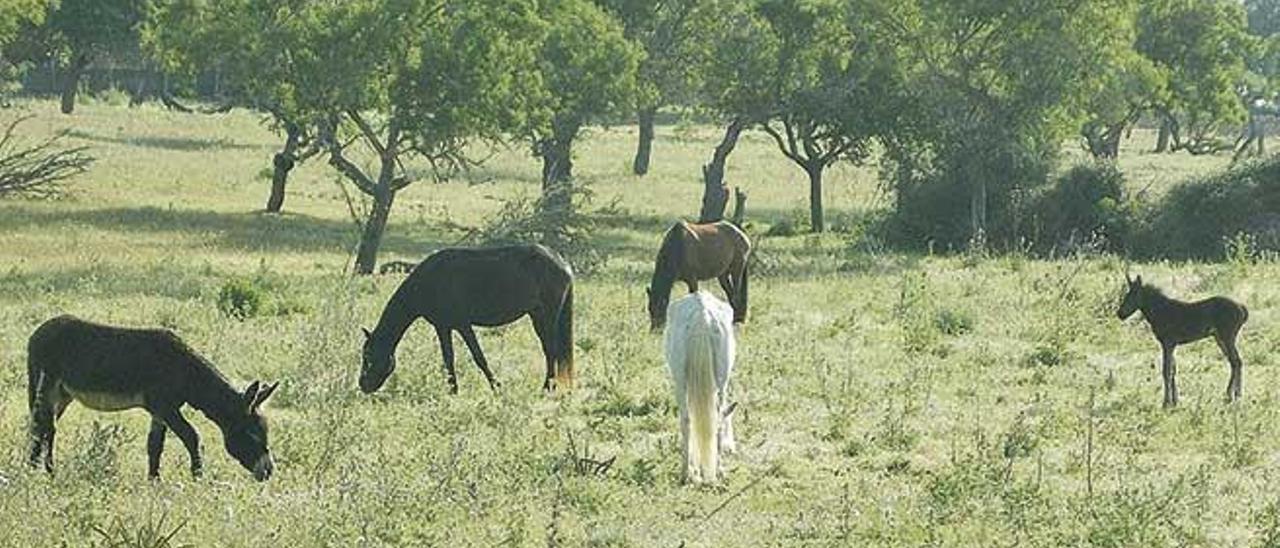 Equinos abandonados pastan en una finca de Natura Parc, en una imagen de archivo.