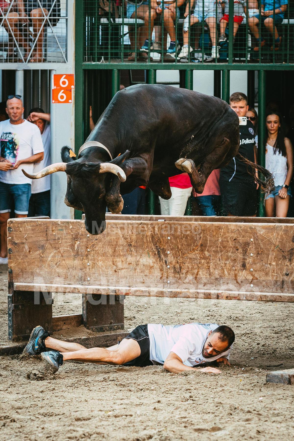 Bous a Vilafamés 2025 Bous a Vilafamés 2025