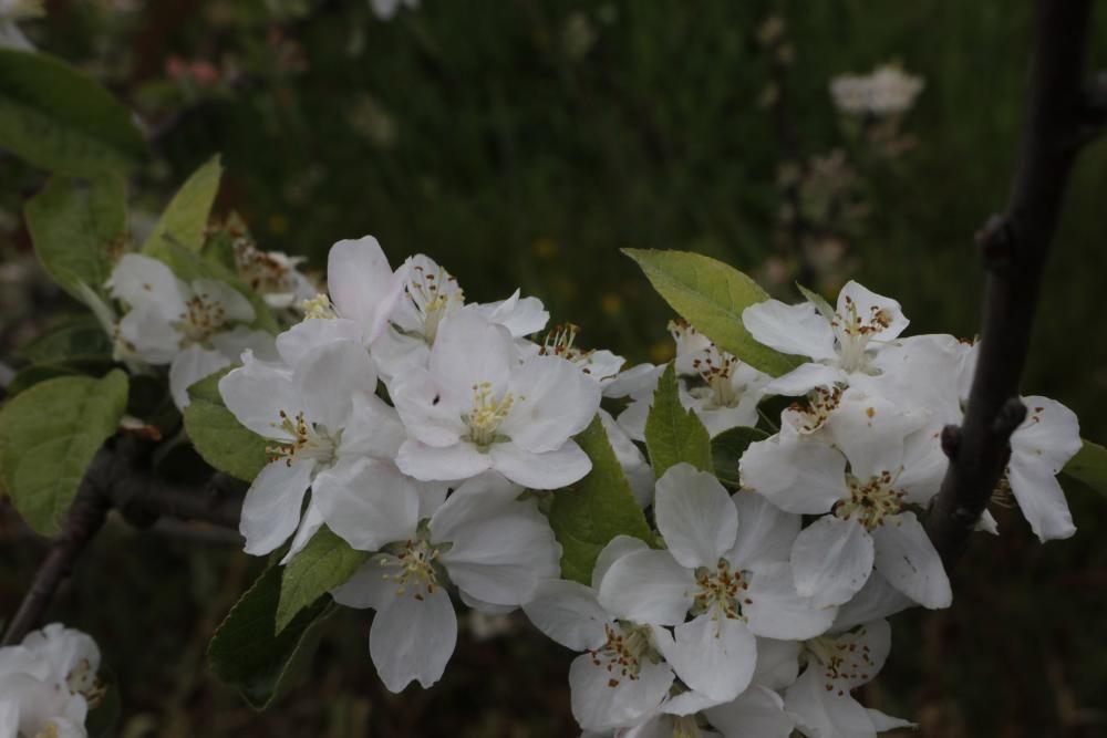 Manzanos en flor en Serín