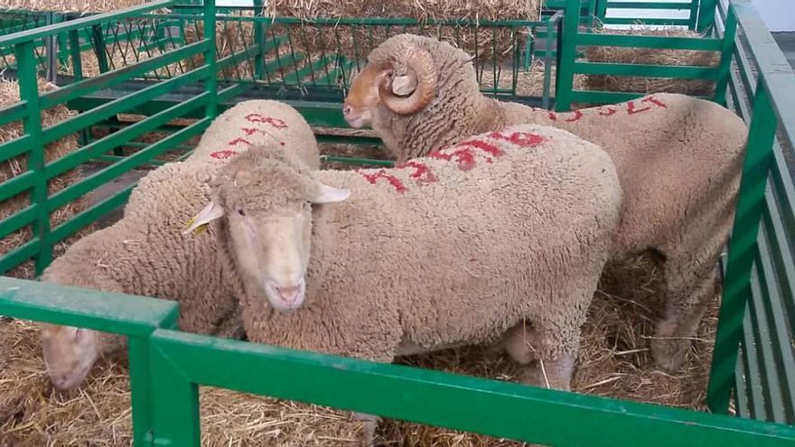 Ganado merino de la Diputación de Badajoz.