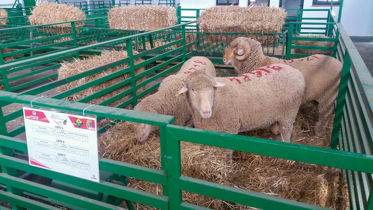 Ganado merino de la Diputación de Badajoz.