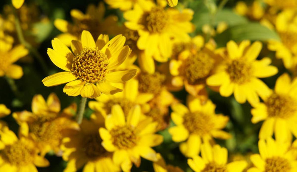 Alternativas naturales al ibuprofeno que deberías tener en cuenta