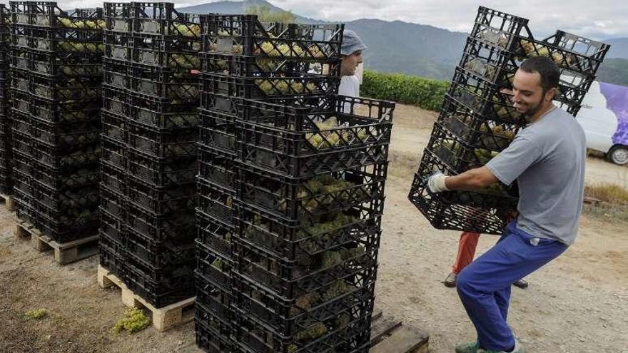 Un trabajador en la vendimia en O Ribeiro. // Brais Lorenzo