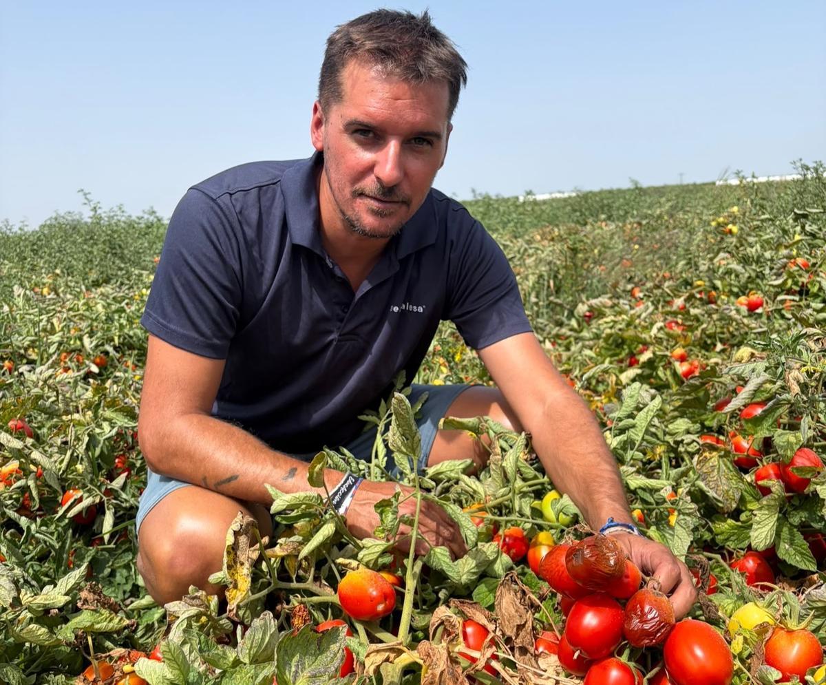 Óscar Llanos, presidente de UPA-UCE Extremadura, en una plantación de tomate.