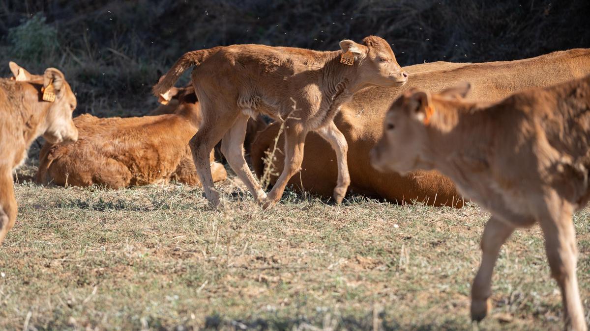Vacas afectadas por la EHE en una explotación ganadera de la provincia