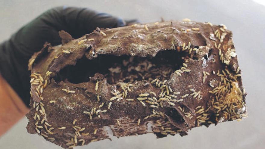 Ejemplares de termita subterránea Reticulitermes flavipes.