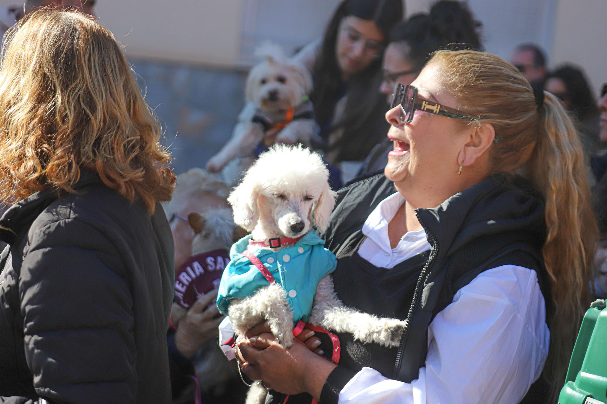 Romería y Bendición de animales en San Antón de Elche