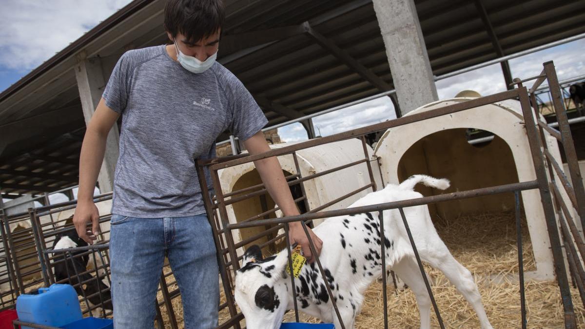 El joven zamorano Daniel Vicente junto a las vacas en la explotación de producción lechera en Torres de Carrizal.