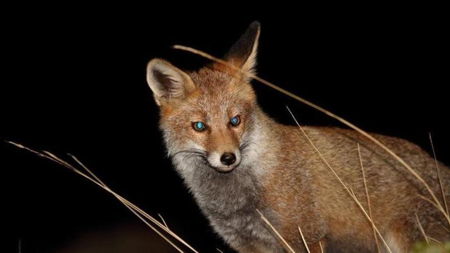 Indignación en Galicia ante el permiso de la Xunta para concursos de caza del zorro