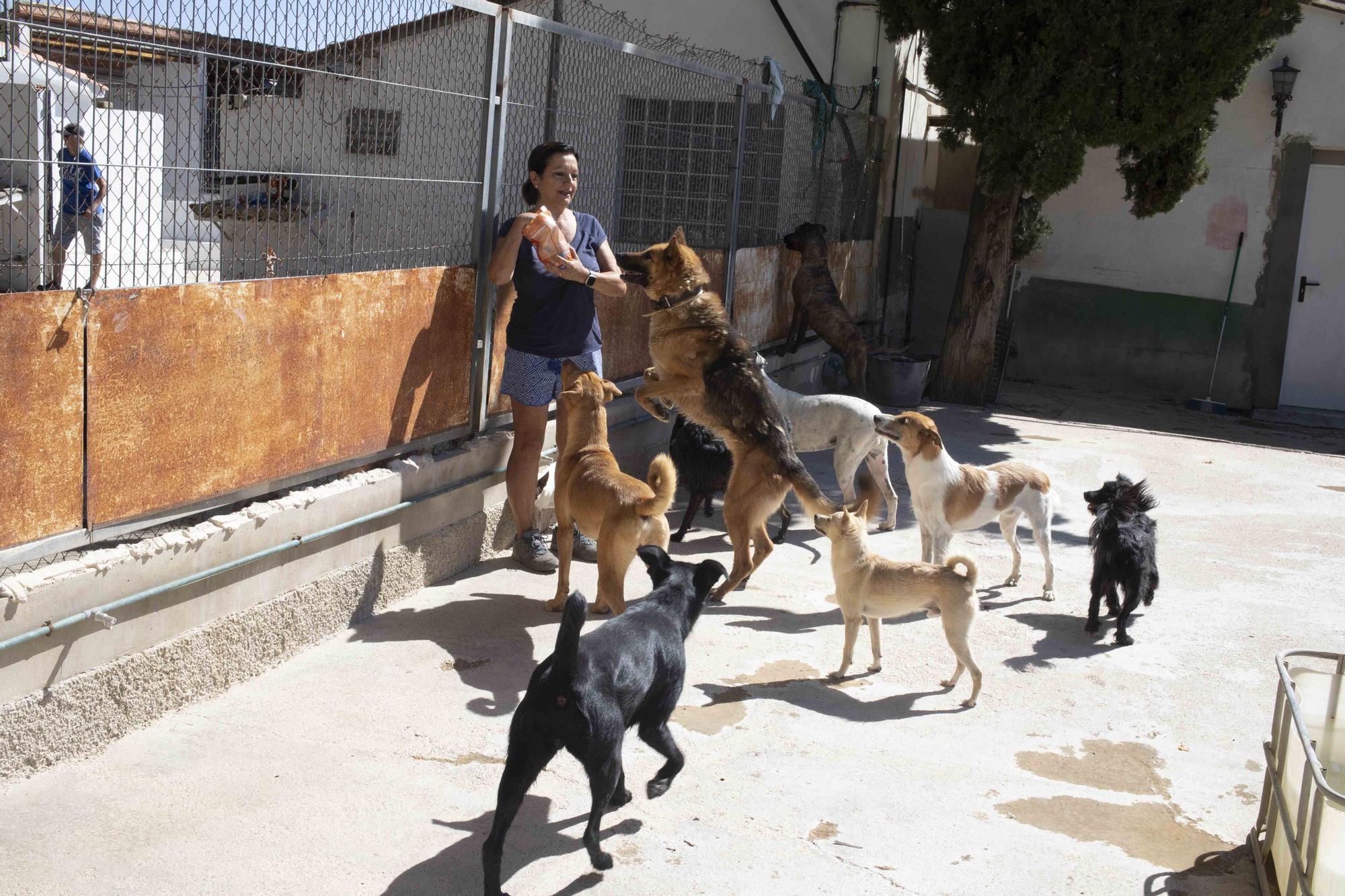 La protectora de Xàtiva alerta sobre el aumento de abandonos en verano