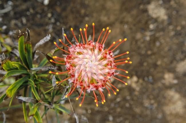 Visita a una plantacion de proteas een la Granja Agrícola del Cabildo. FOTOS: JC CASTRO