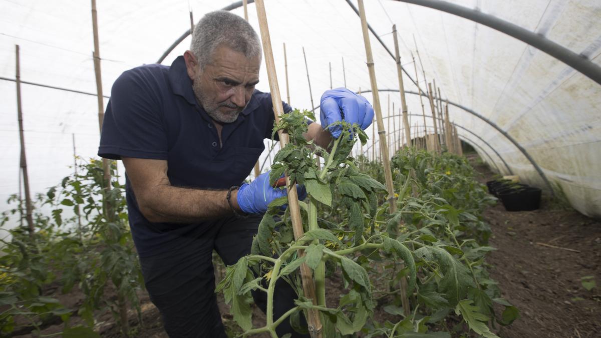 Toño Villa poda sus tomateras en su finca de Nueva (Llanes)