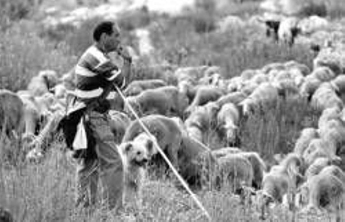 El lobo llega por SMS