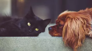 Las terapias con células madre llegan al mundo de las mascotas