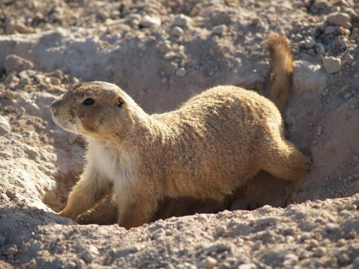 Perro de las praderas, especie amenazada en EEUU