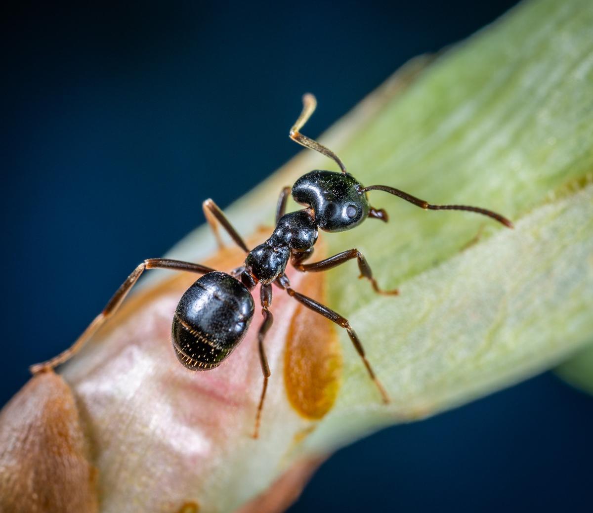 Las hormigas prosperan más en bosques quemados