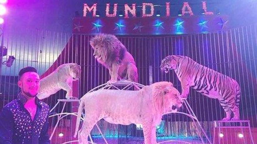 El circo con animales vuelve antes de que entre en vigor la prohibición de Carmena